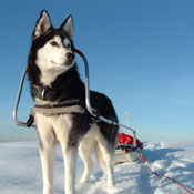 Alaska et pulka dans le Cantal, photo de Jean-Claude Vidal