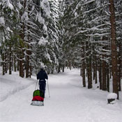 Luge pulka enfant forêt