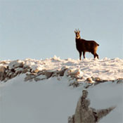 Ski rando pulka chamois animaux sauvages